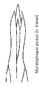 mycetophagus_piceus.gif