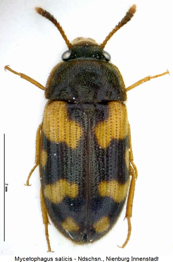 mycetophagus_salicis_hab.jpg