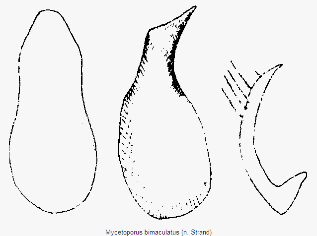 mycetoporus_bimaculatus.gif