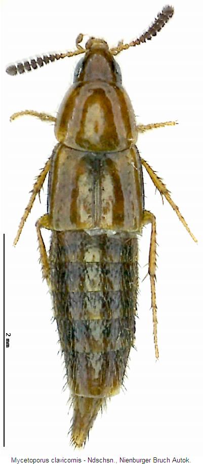mycetoporus_clavicornis_hab.jpg