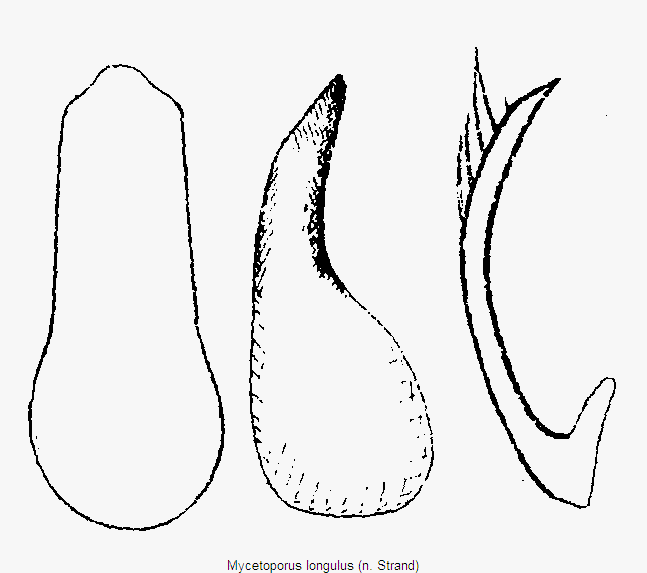 mycetoporus_longulus.gif