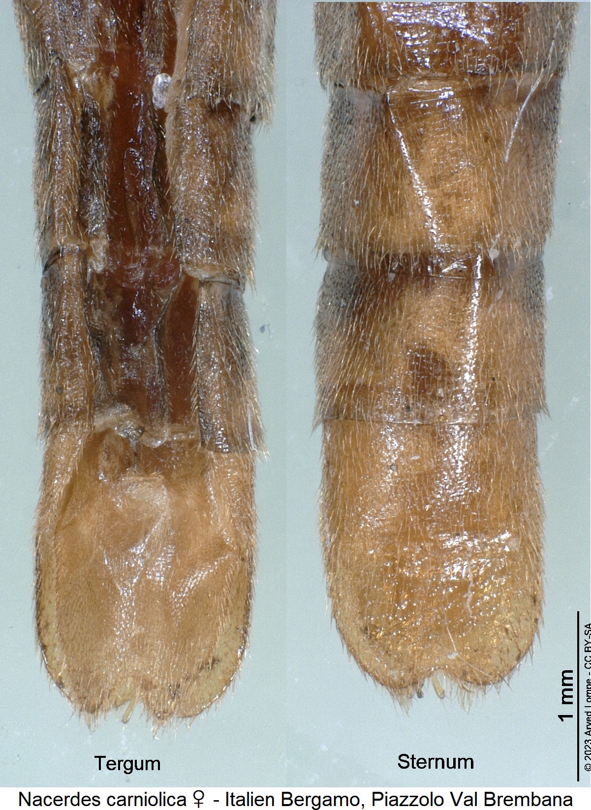 nacerdes_gracilis_w_hlb.jpg