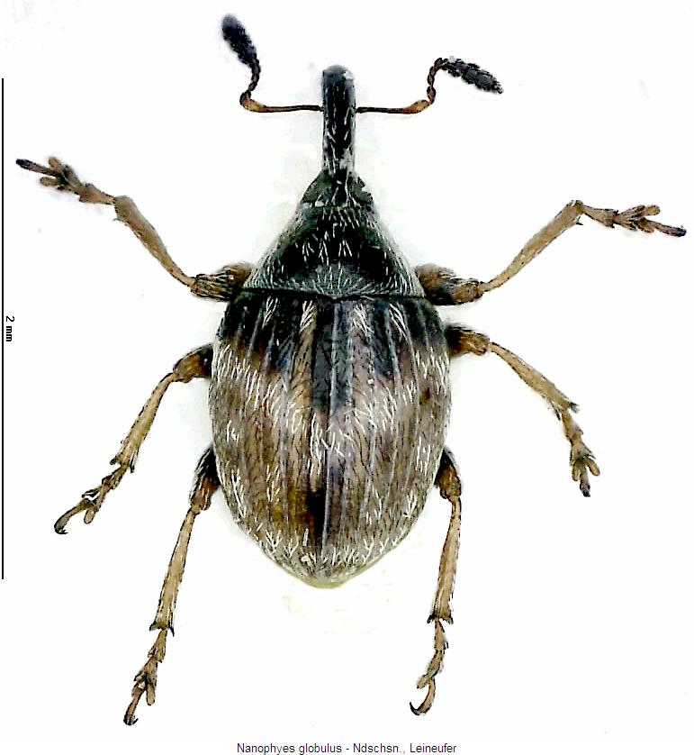 nanophyes_globulus_hab.jpg