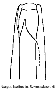 nargus_badius.gif