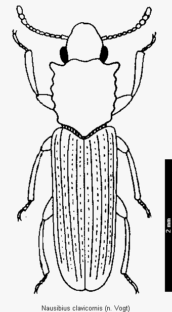 nausibius_clavicornis_hab.gif