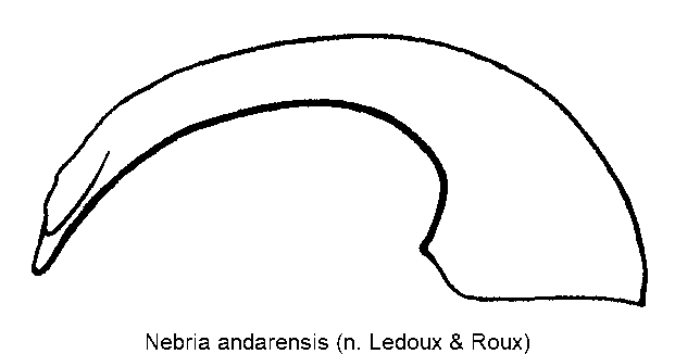 nebria_andarensis.gif
