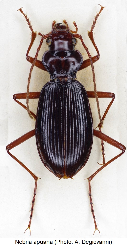 nebria_apuana_hab.jpg