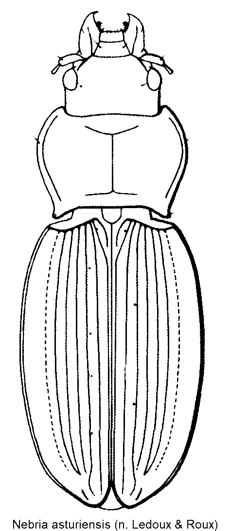 nebria_asturiensis_hab.gif