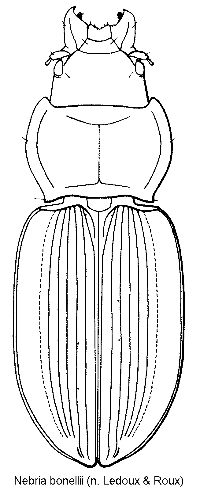 nebria_bonellii_hab.gif