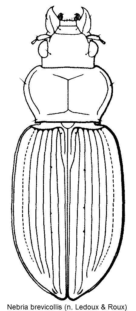 nebria_brevicollis_hab.gif