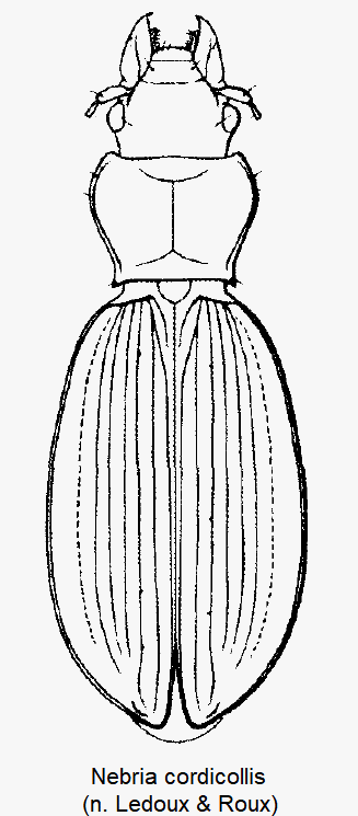 nebria_cordicollis_hab.gif
