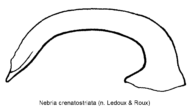 nebria_crenatostriata.gif