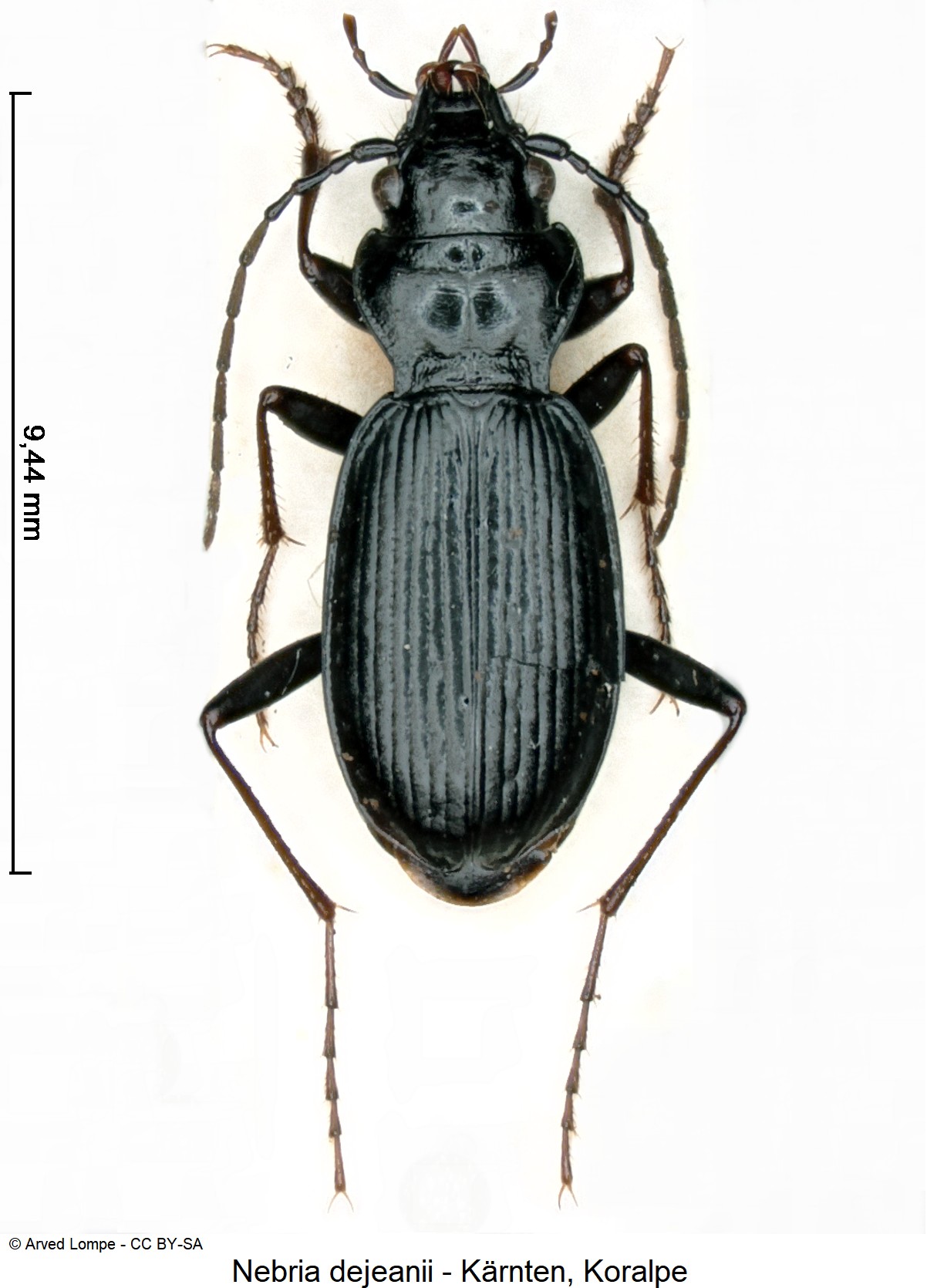 nebria_dejeanii_ck248_hab.jpg