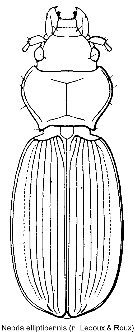 nebria_elliptipennis_hab.gif
