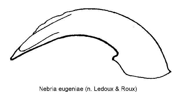 nebria_eugeniae.gif