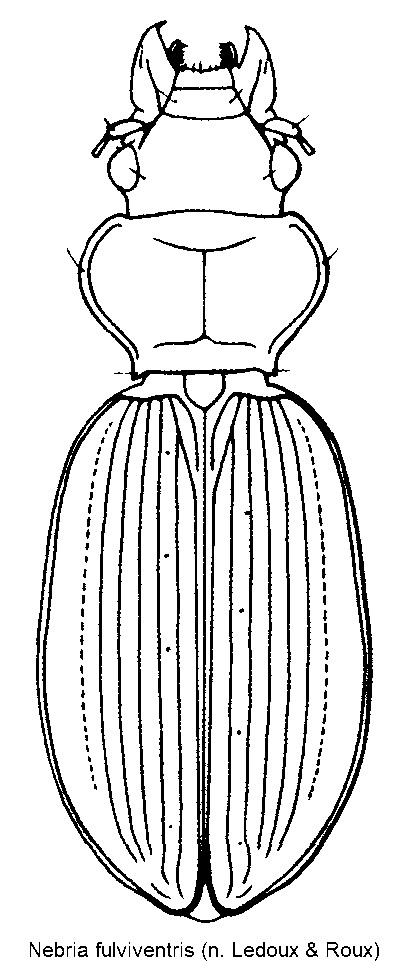 nebria_fulviventris_hab.gif