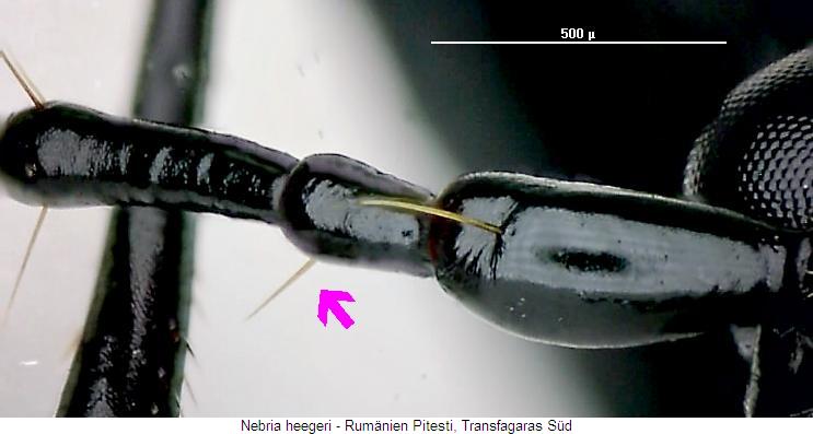nebria_heegeri2_f.jpg
