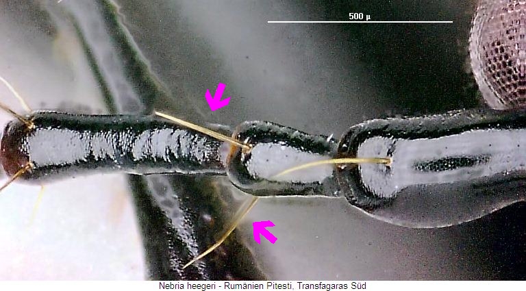 nebria_heegeri_f.jpg
