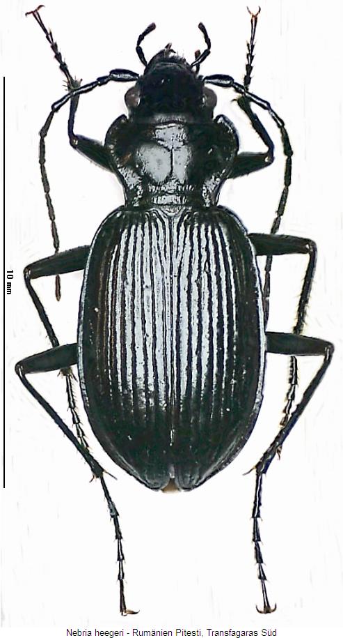 nebria_heegeri_hab.jpg