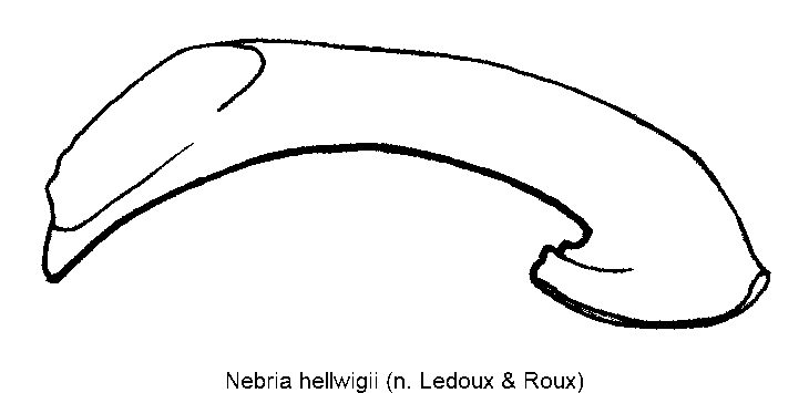 nebria_hellwigii-1.gif