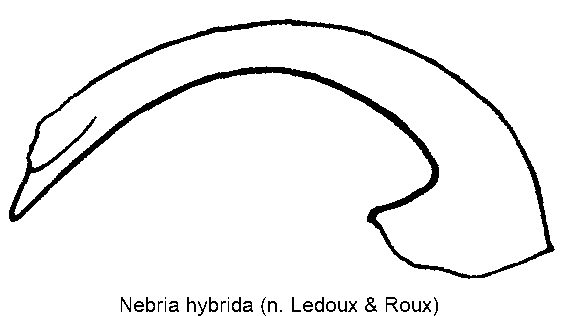 nebria_hybrida.gif