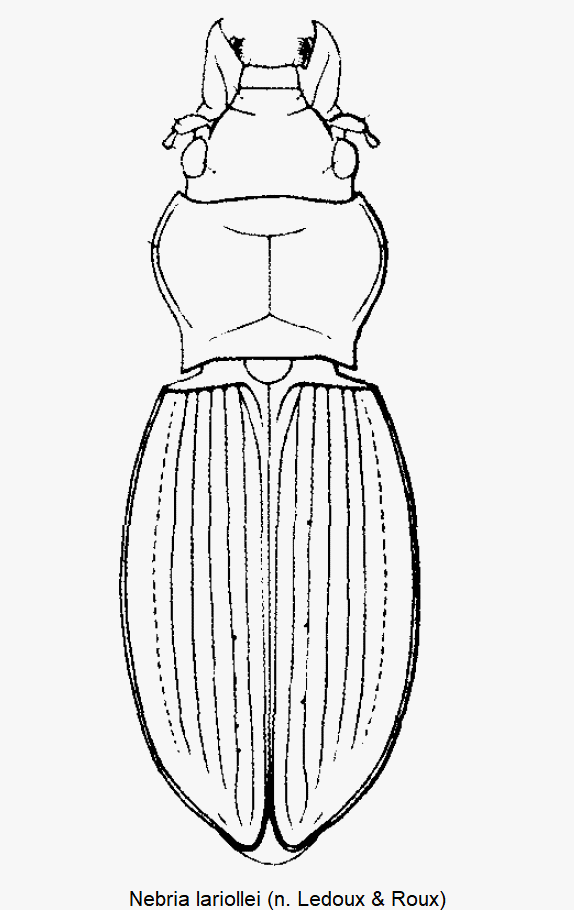 nebria_lariollei_hab.gif