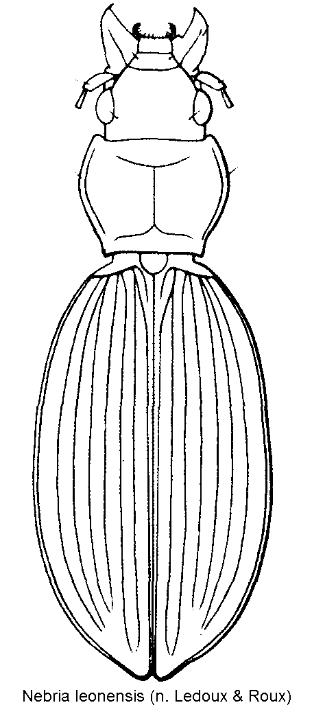 nebria_leonensis_hab.gif
