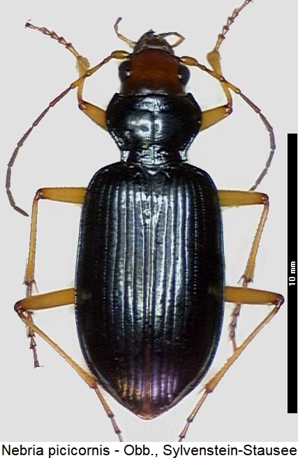 nebria_picicornis_hab.jpg