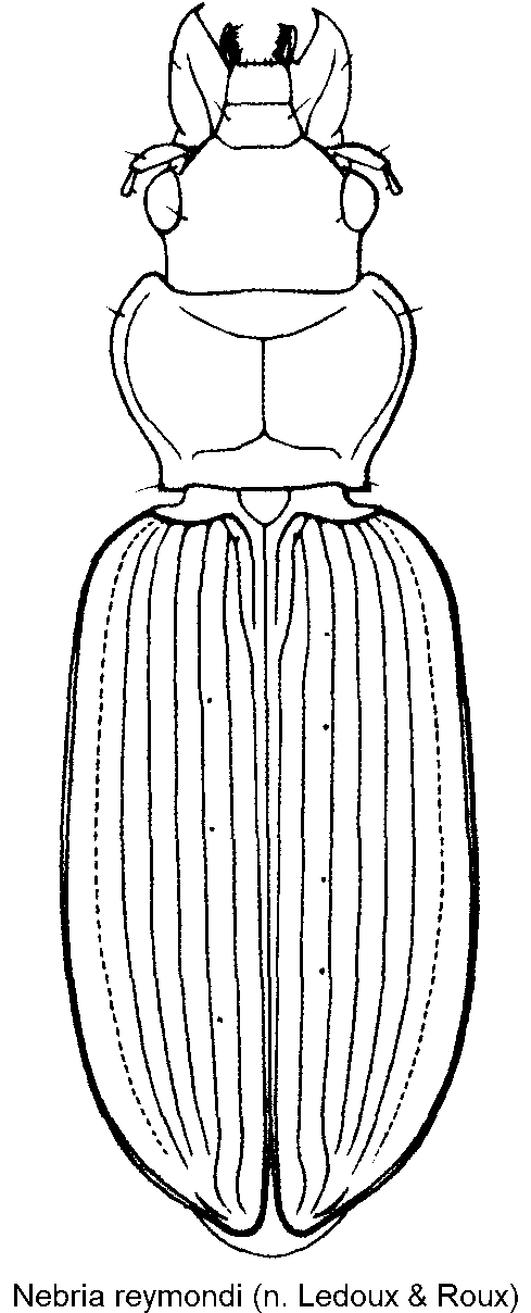 nebria_reymondi_hab.gif