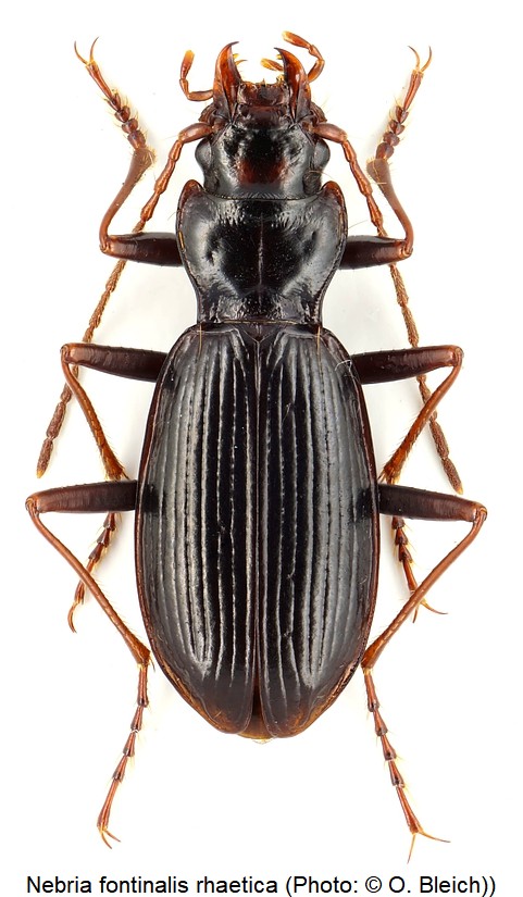 nebria_rhaetica_hab.jpg