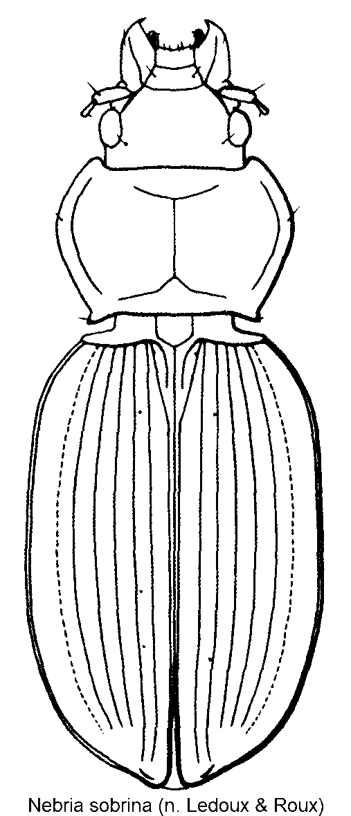 nebria_sobrina_hab.gif
