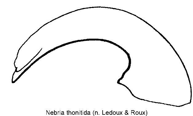 nebria_thonitida.gif