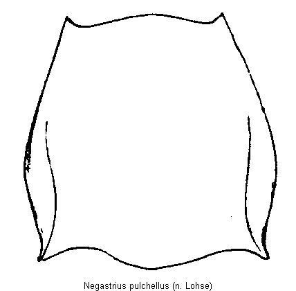 negastrius_pulchellus_hsch.gif