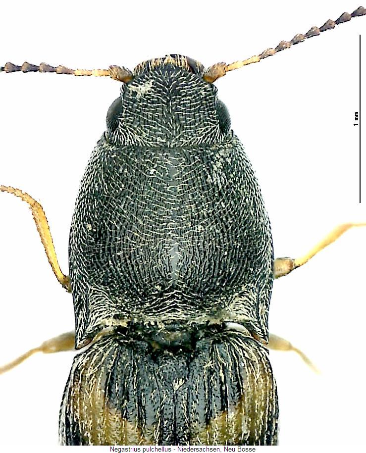 negastrius_pulchellus_vk.jpg