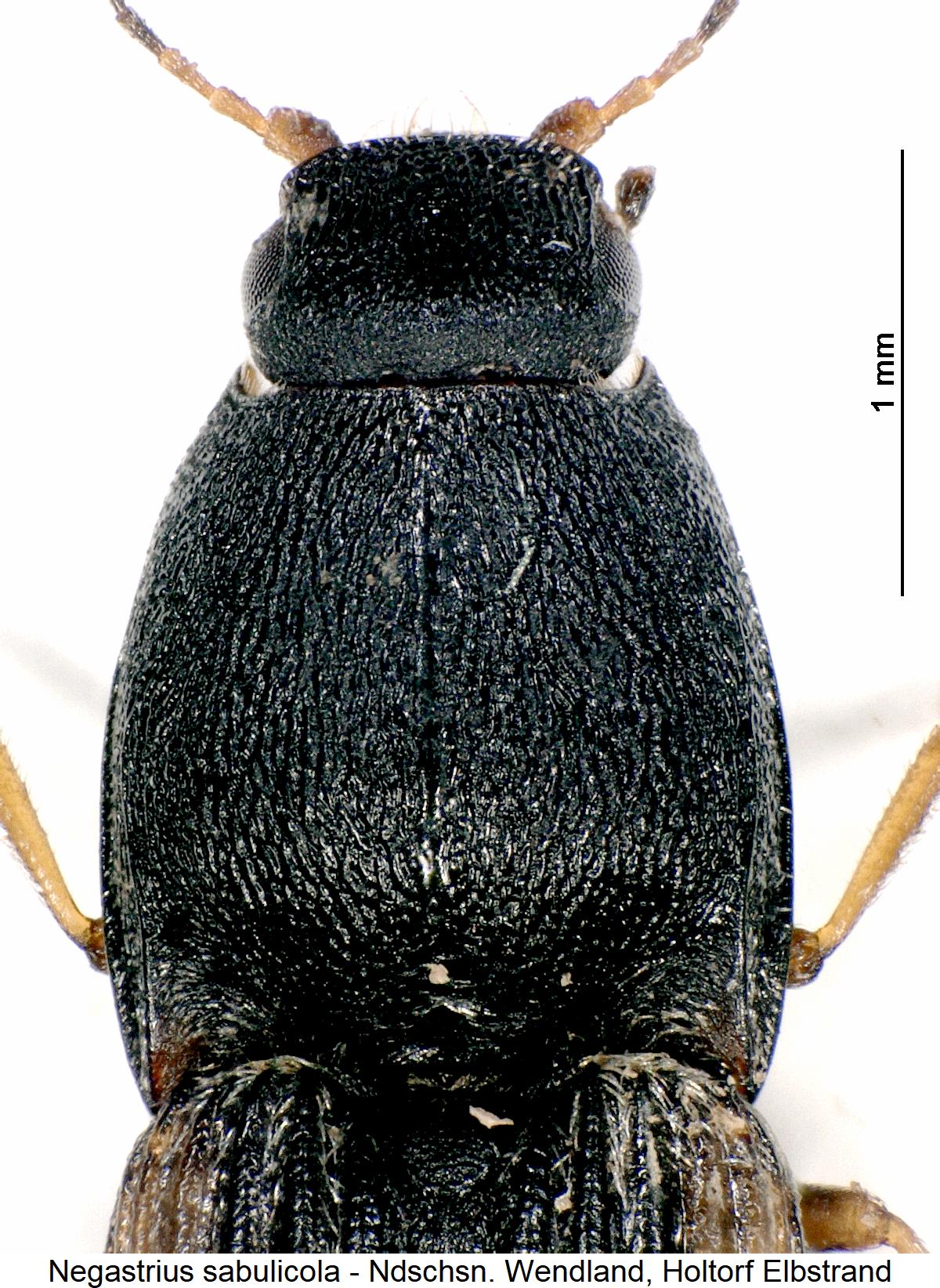 negastrius_sabulicola_vk.jpg
