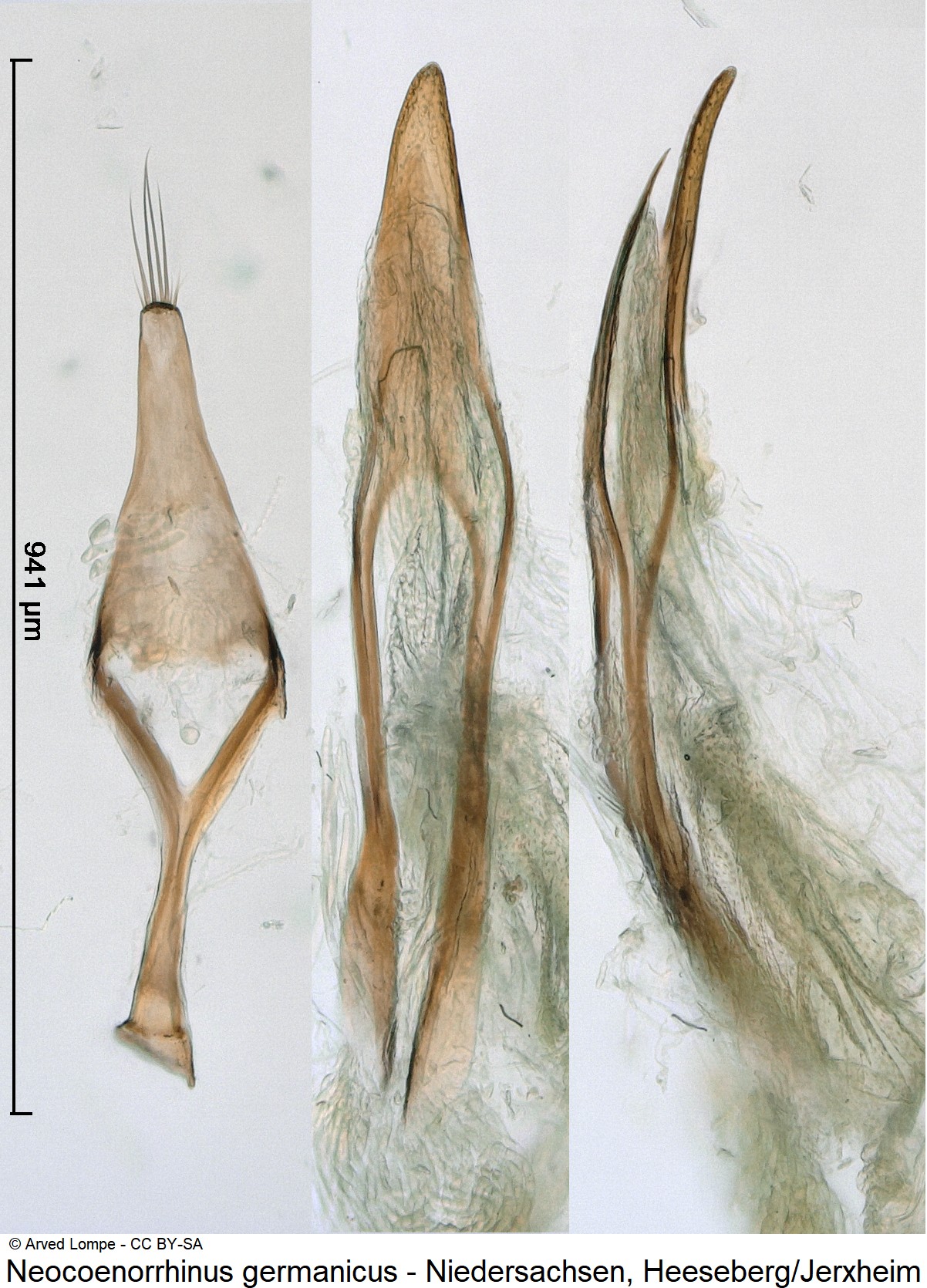 neocoenorrhinus_germanicus_ck31733457.jpg