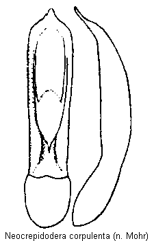 neocrepidodera_corpulenta.gif