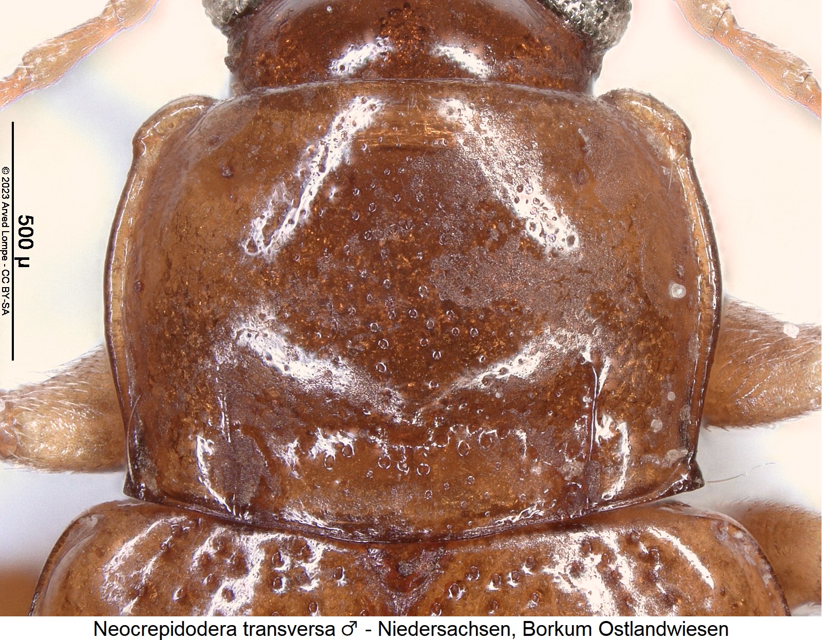 neocrepidodera_transversa_m_hsch.jpg