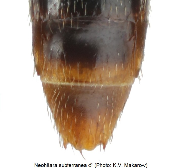 neohilara_subterranea_m_ter.jpg