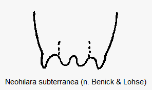 neohilara_subterranea_ter.gif