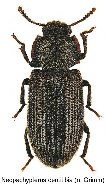 neopachypterus_dentitibia.jpg