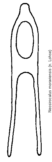 neosirocalus_moraviensis.gif