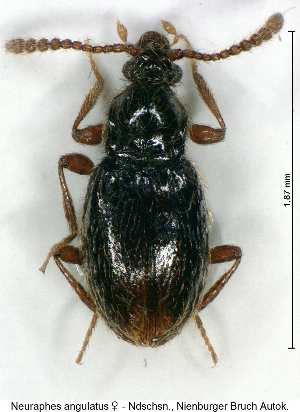 neuraphes_angulatus_w_hab.jpg