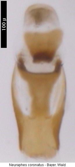 neuraphes_coronatus.jpg