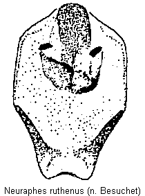 neuraphes_ruthenus.gif