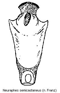 neuraphes_semicastaneus.gif