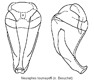 neuraphes_toumayeffi.gif