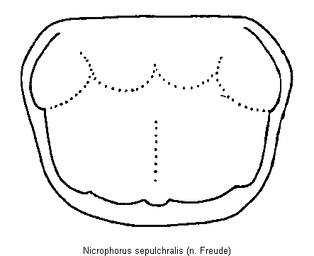 nicrophorus_sepulchralis_hsch.gif