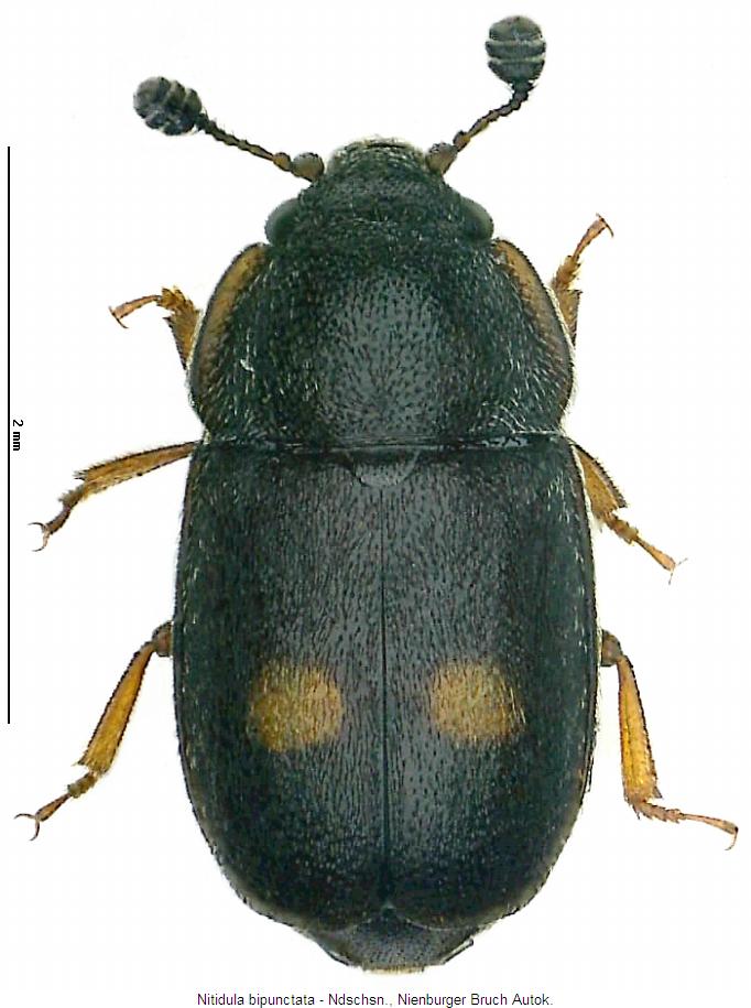 nitidula_bipunctata_hab.jpg