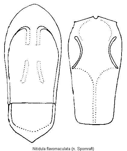 nitidula_flavomaculata.gif
